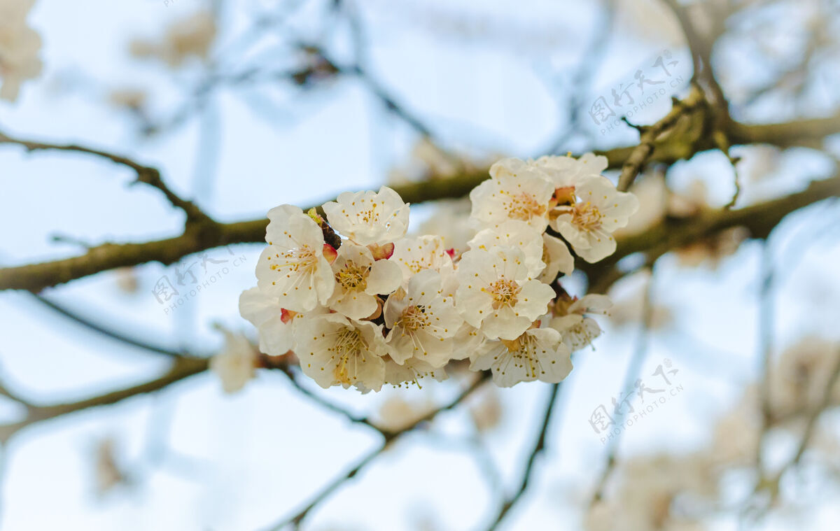 花园杏树春天开花新鲜特写雄蕊