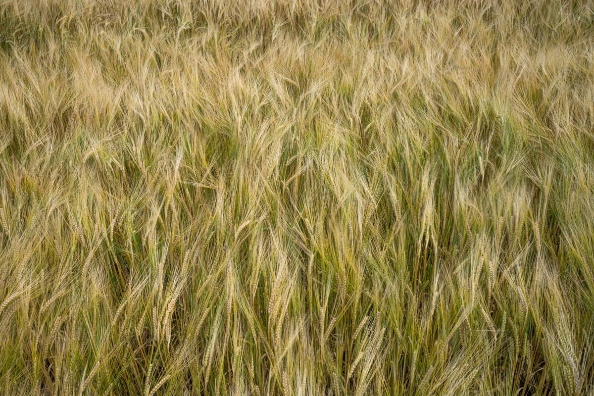 玉米麦粒在田野随风摇曳的特写镜头食物土地波动
