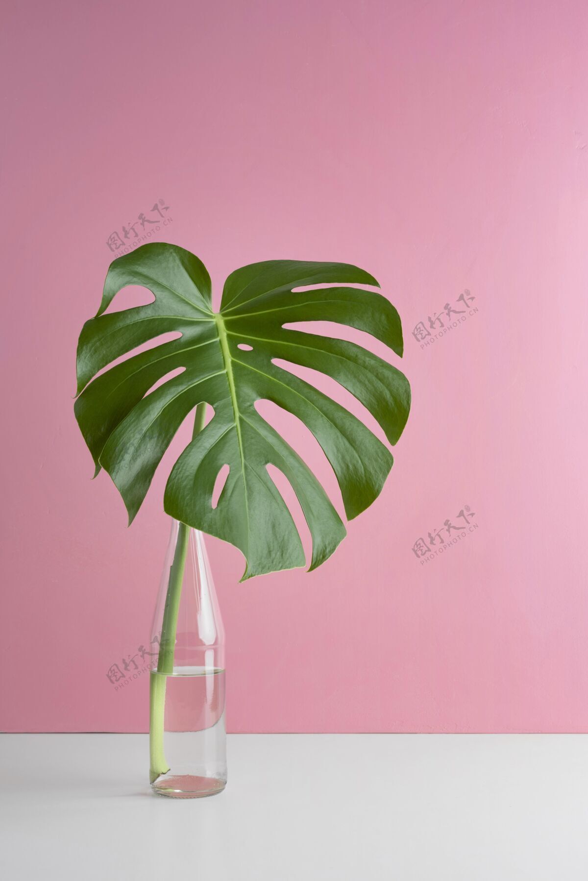 热带最小的热带树叶品种棕榈自然植物