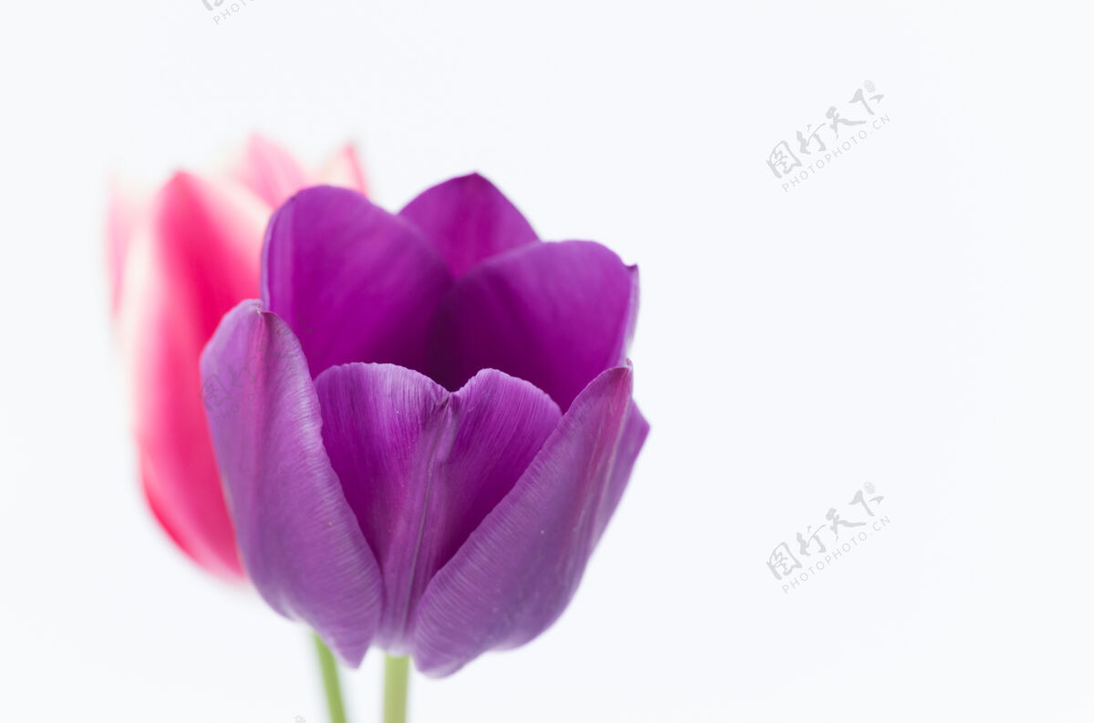 开花两个彩色郁金香花的特写隔离在白色背景与空间为您的文字花花天