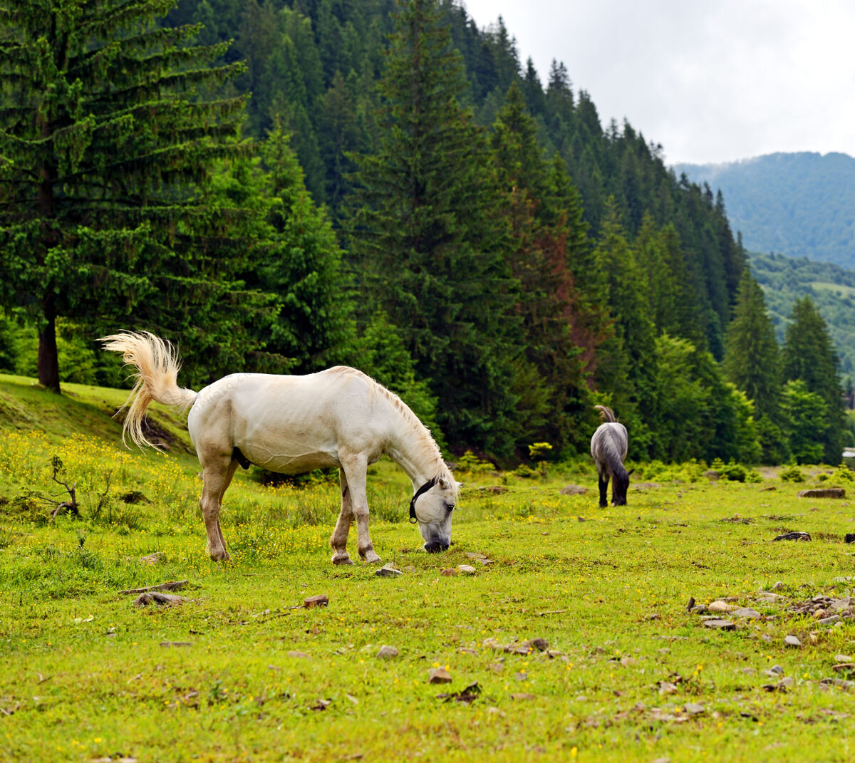 山地景观山上的马栖息地哺乳动物乡村