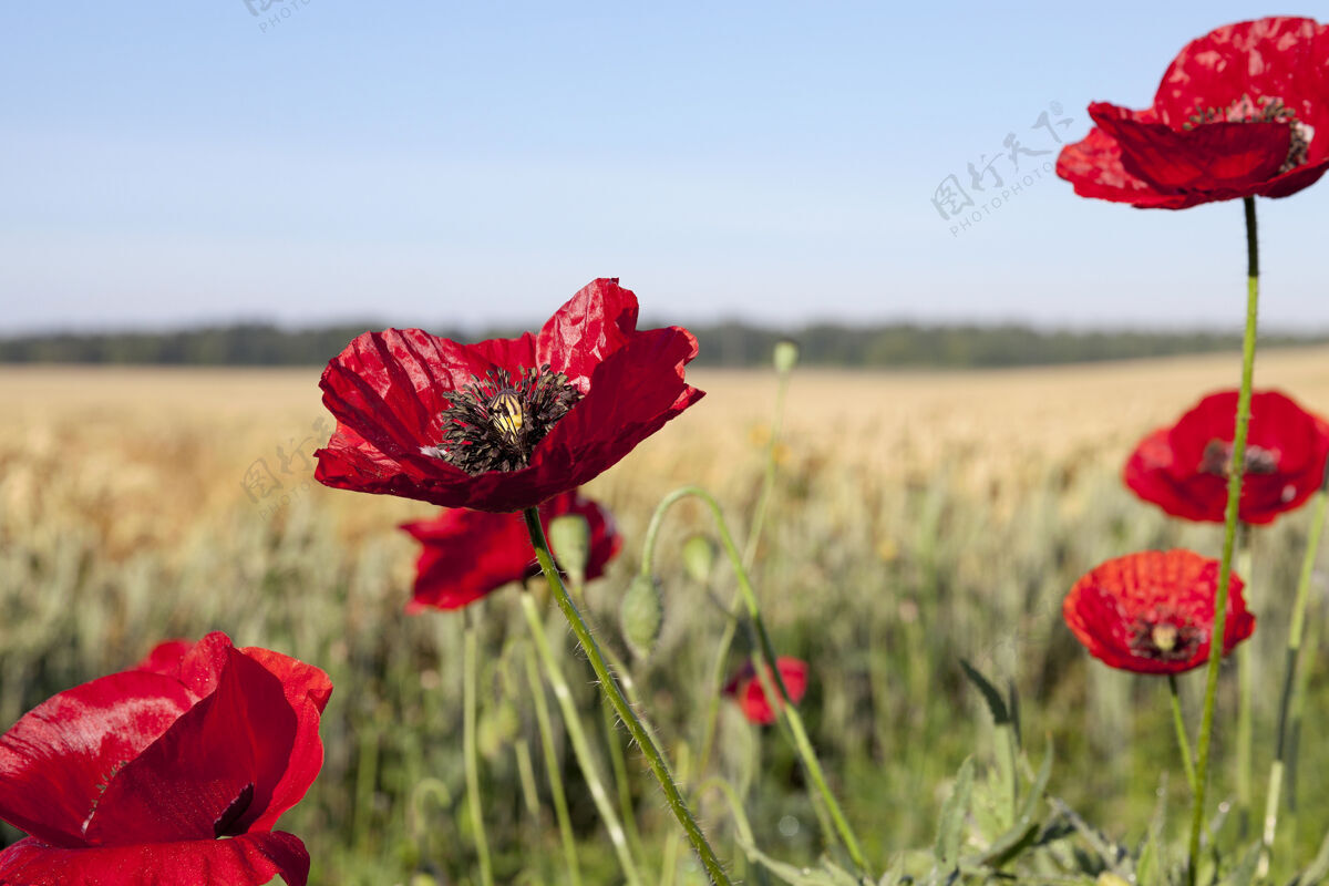 开花拍下了夏季田野里红色罂粟花的特写镜头花光罂粟