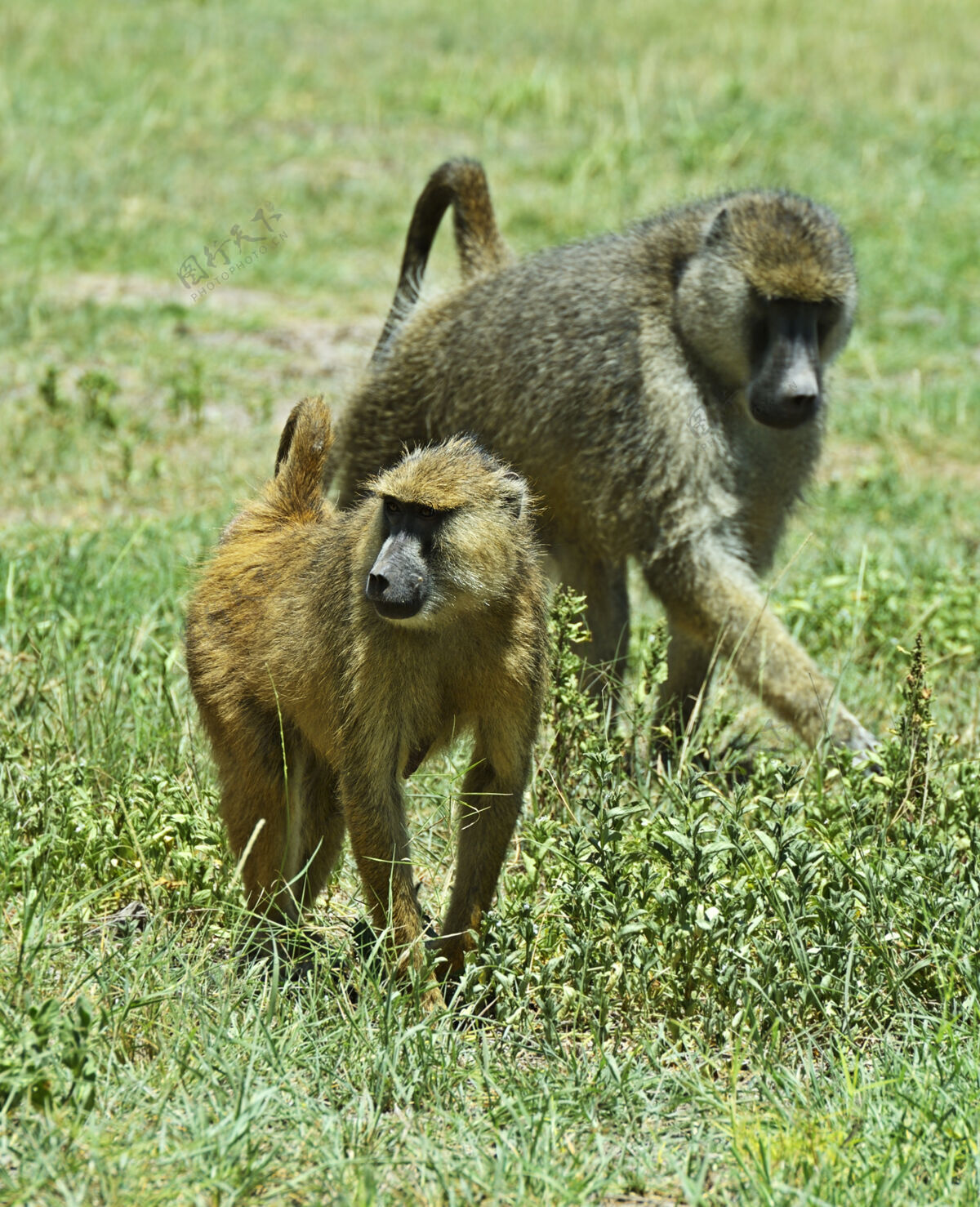 野生非洲狒狒在自然栖息地非洲肯尼亚荒野动物群野生动物