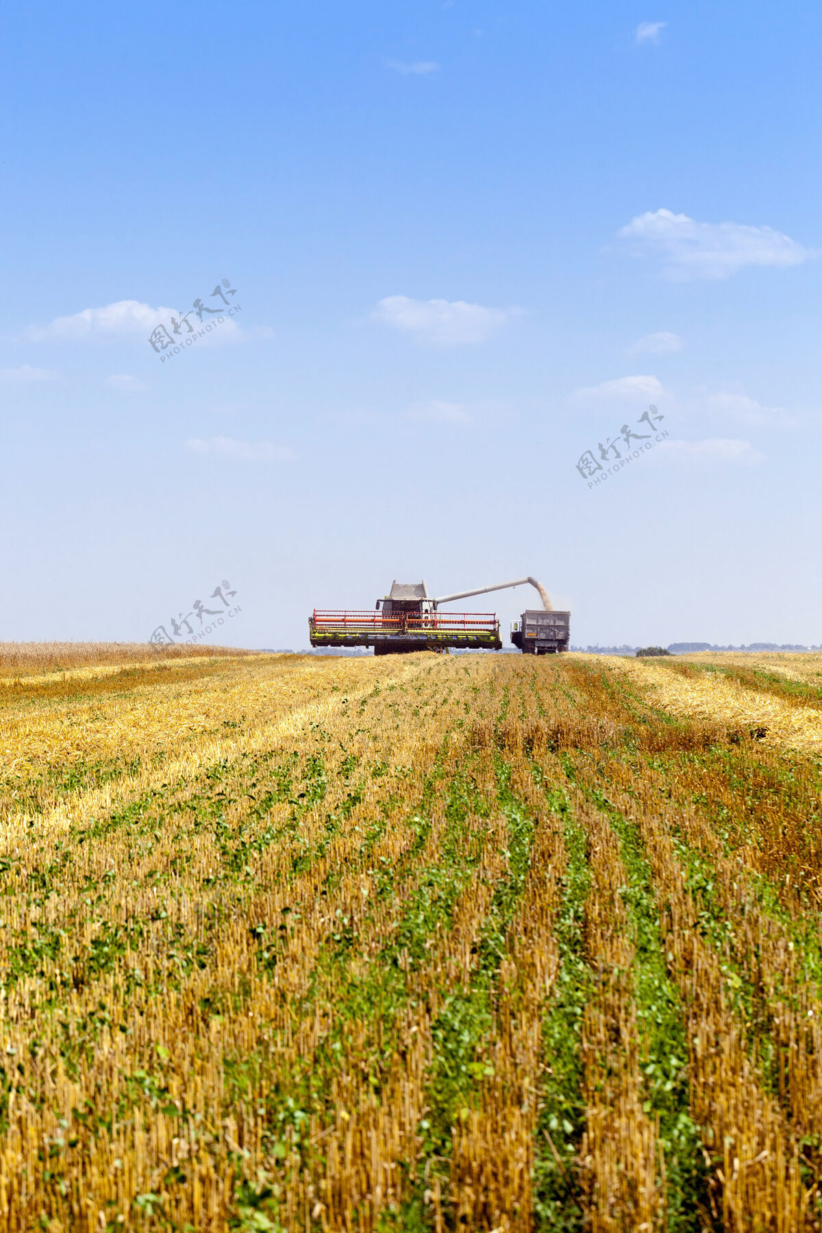 玉米麦田在哪收割作物种子谷物