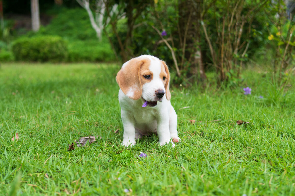 户外可爱的小猎犬小狗纯种宠物坐着 玩着 吃着草坪上的花狗草血统