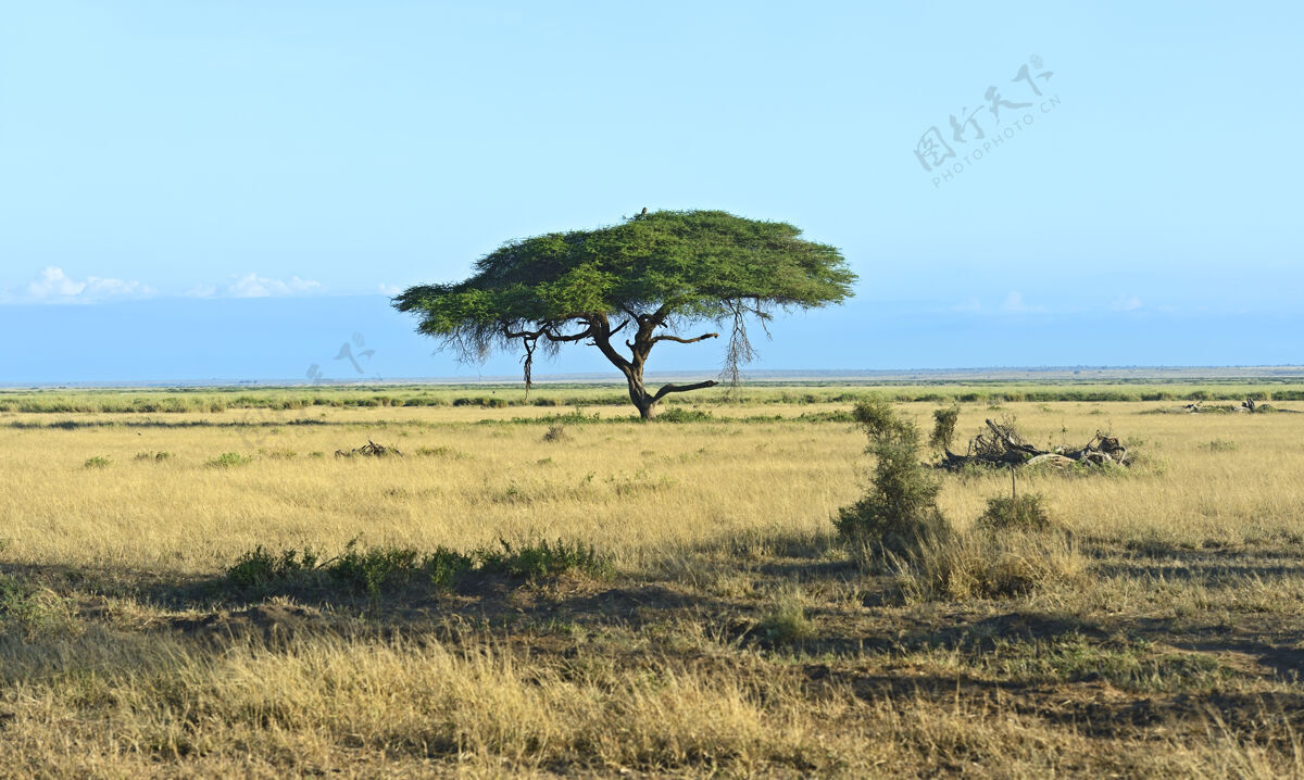肯尼亚肯尼亚安博塞利国家公园的树木肯尼亚肯尼亚野生花卉自然