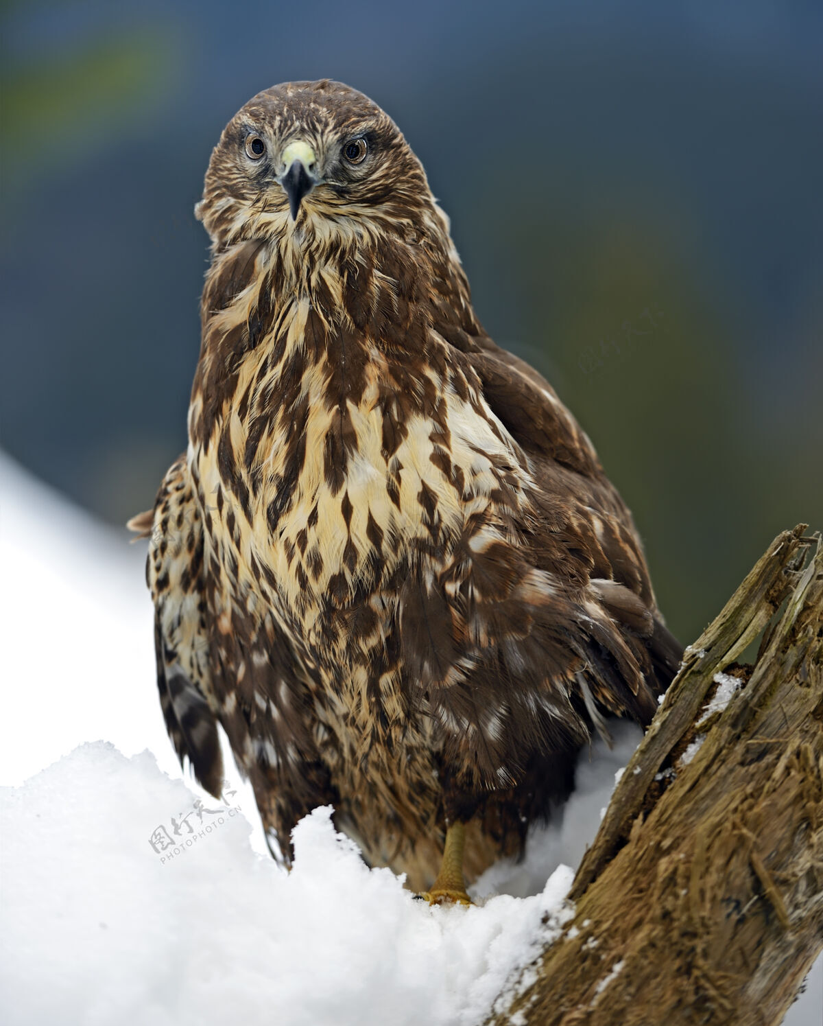 捕食者冬天坐在树枝上的普通秃鹰山猎鹰自然