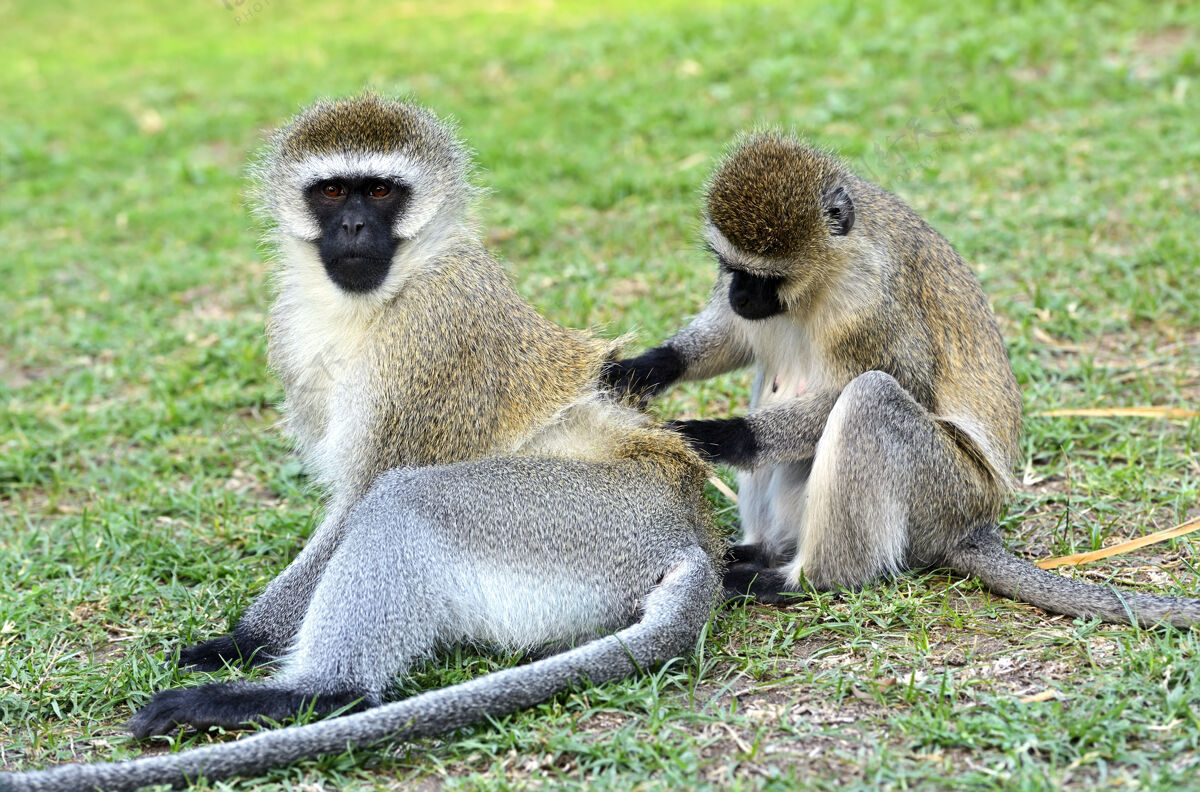 肯尼亚南非的一个自然保护区里有一只长尾猴非洲大草原灵长类自然