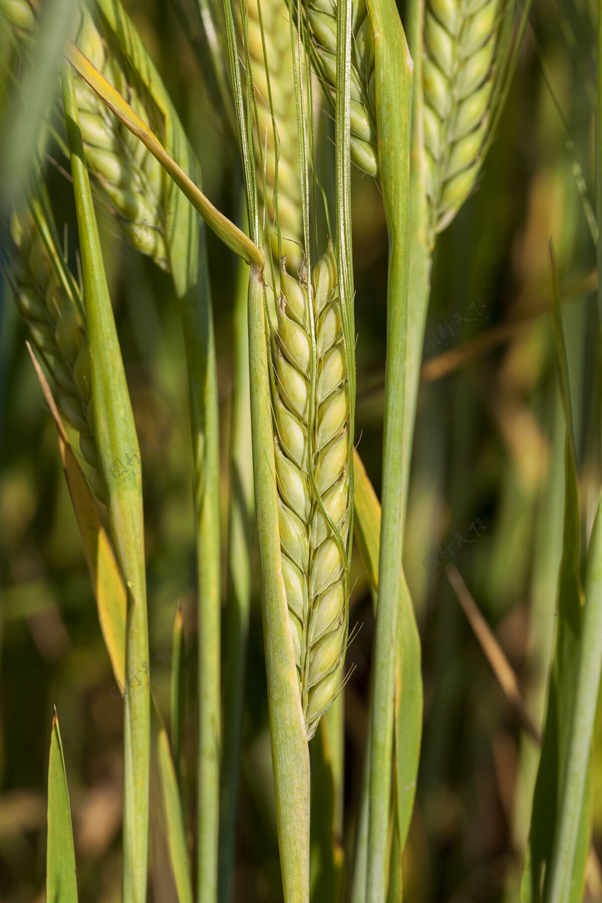 小麦种不成熟谷物的农田谷物正面田地