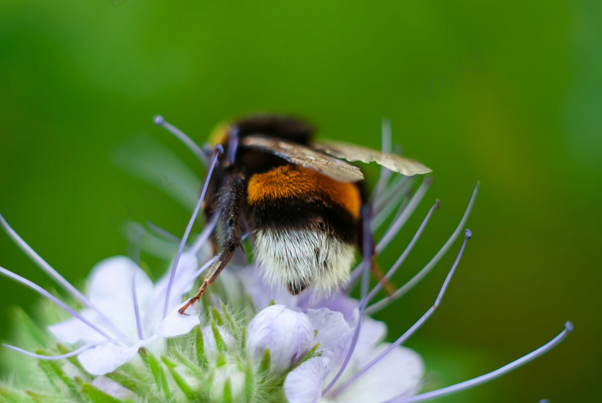 春天大黄蜂在仙人掌花上采蜜花瓣蜜蜂宏
