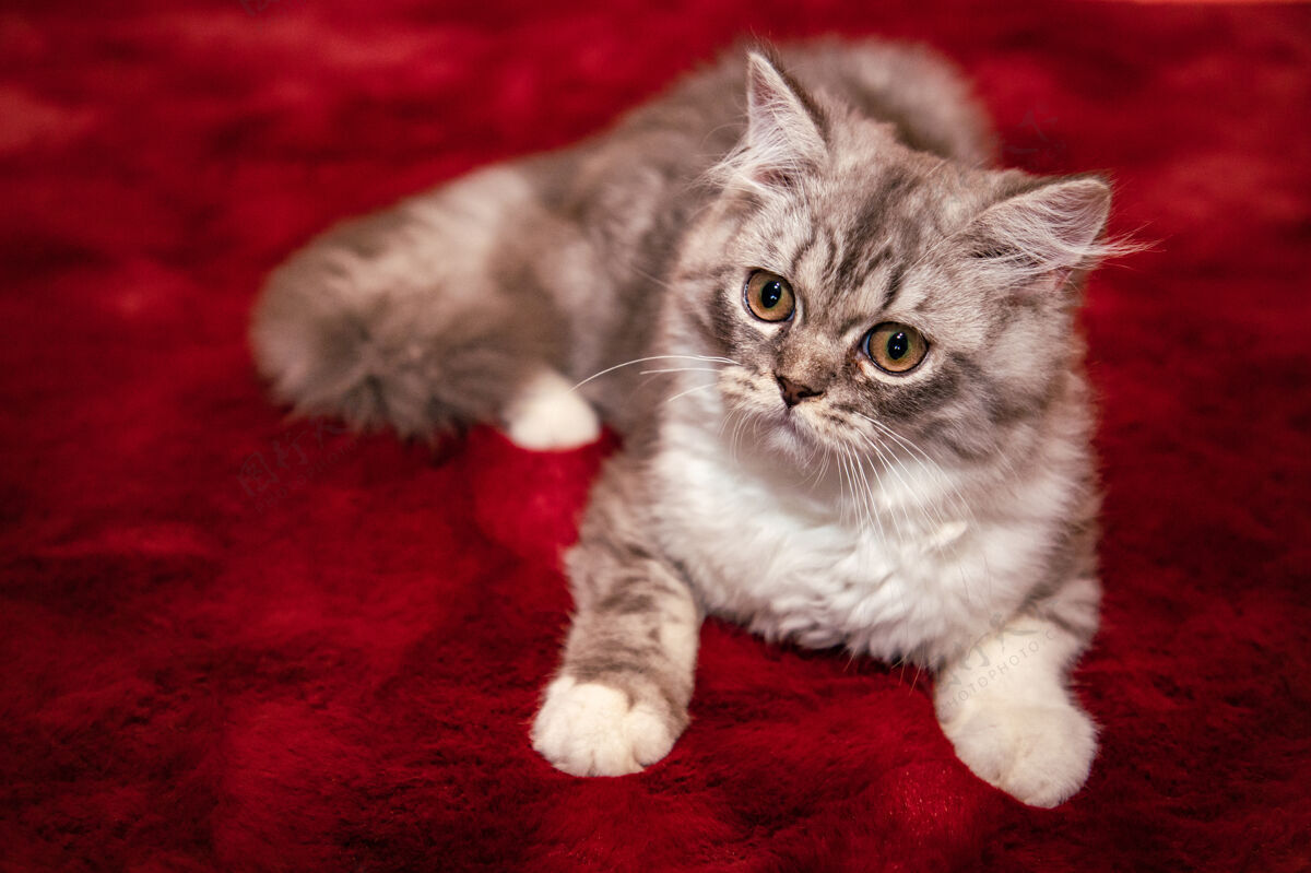 眼睛可爱的苏格兰折叠猫躺在红丝绒地毯上 看着相机关怀房子毛茸茸的