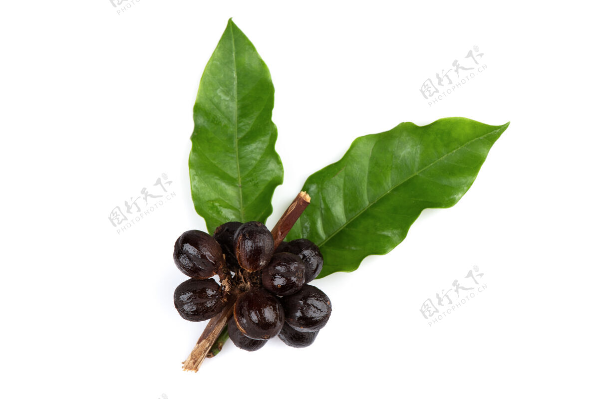 咖啡干咖啡豆 水果和新鲜绿叶白色上衣视图 平面图顶视图草药叶子