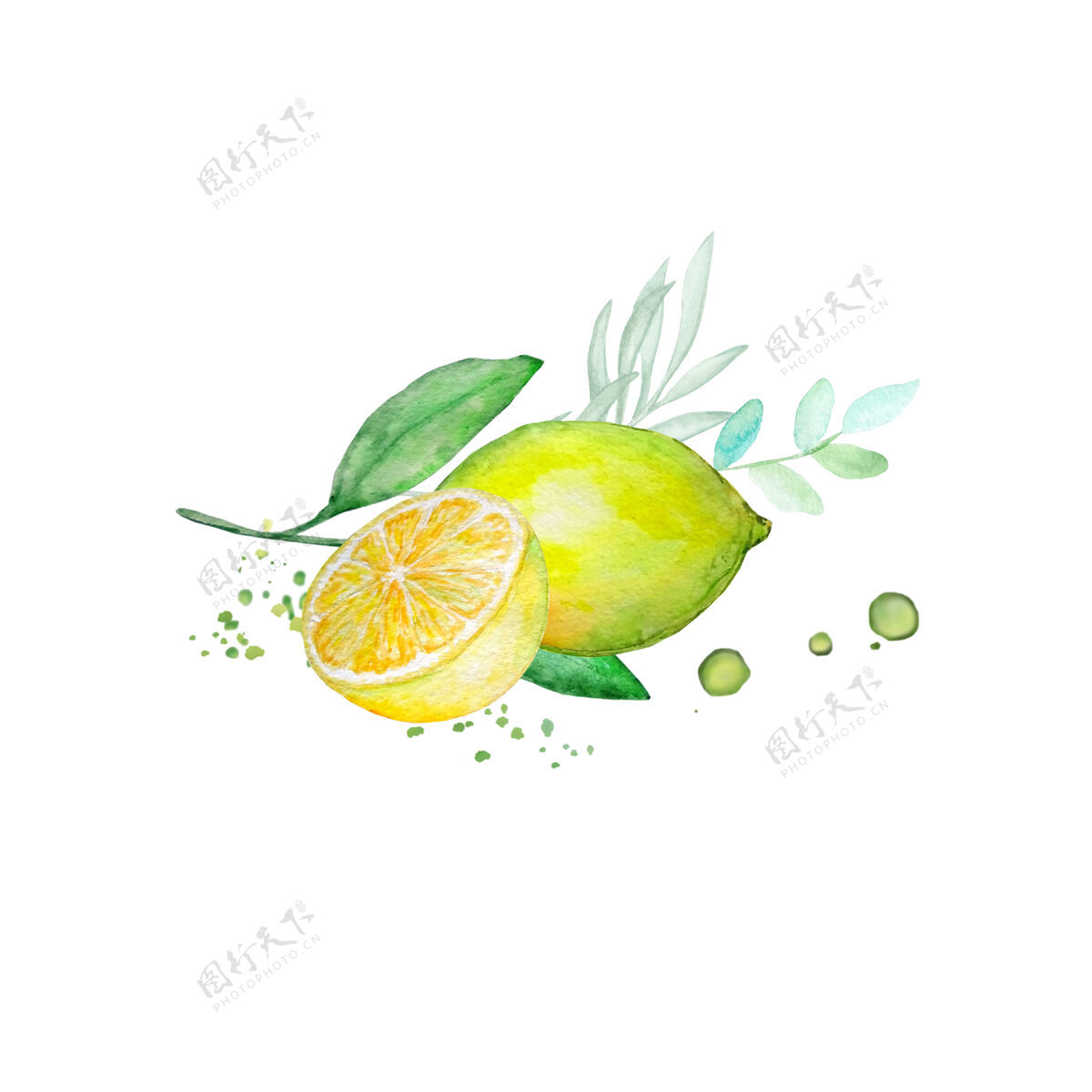 黄色水彩画柠檬枝和半个柠檬水彩画柠檬树枝
