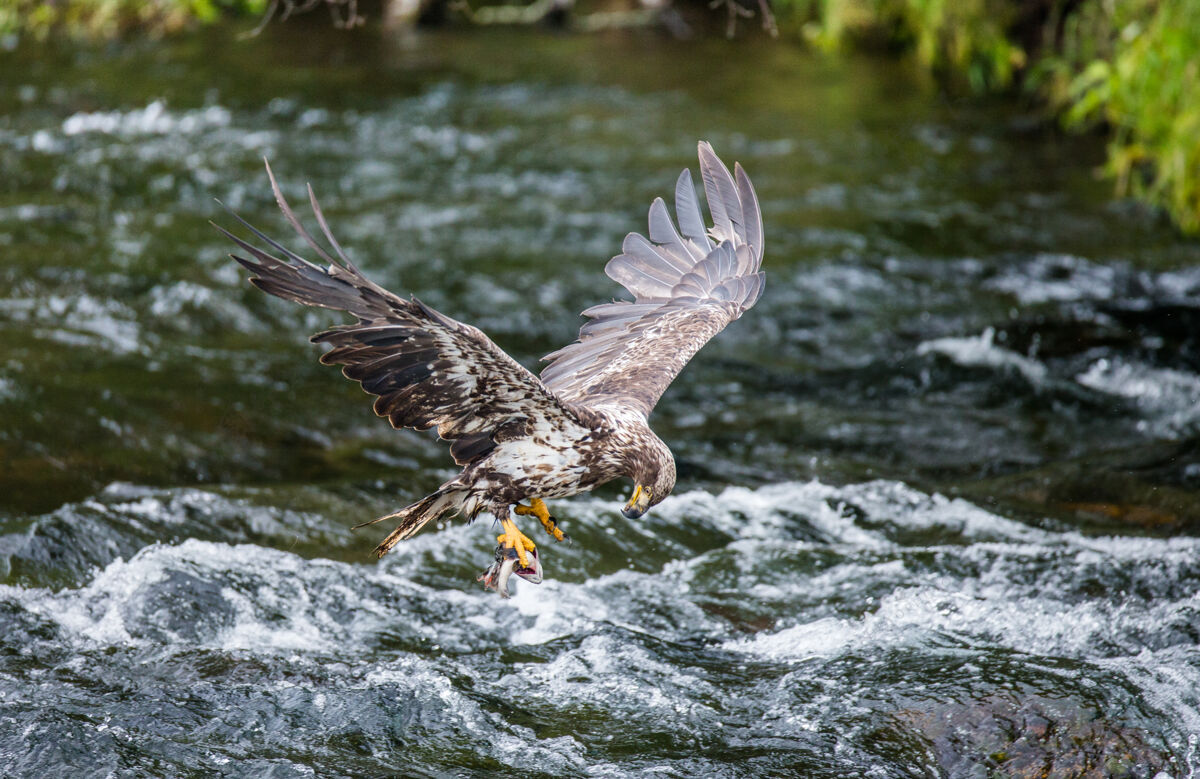 动物群老鹰用爪子抓着猎物在飞翔动物鸟摄影之旅