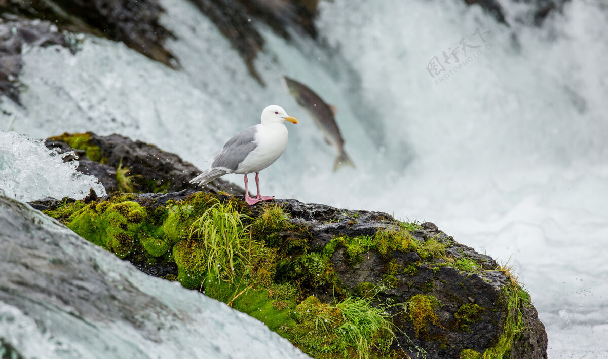 摄影旅游海鸥站在河中央的一块岩石上保护自然野生自然动物