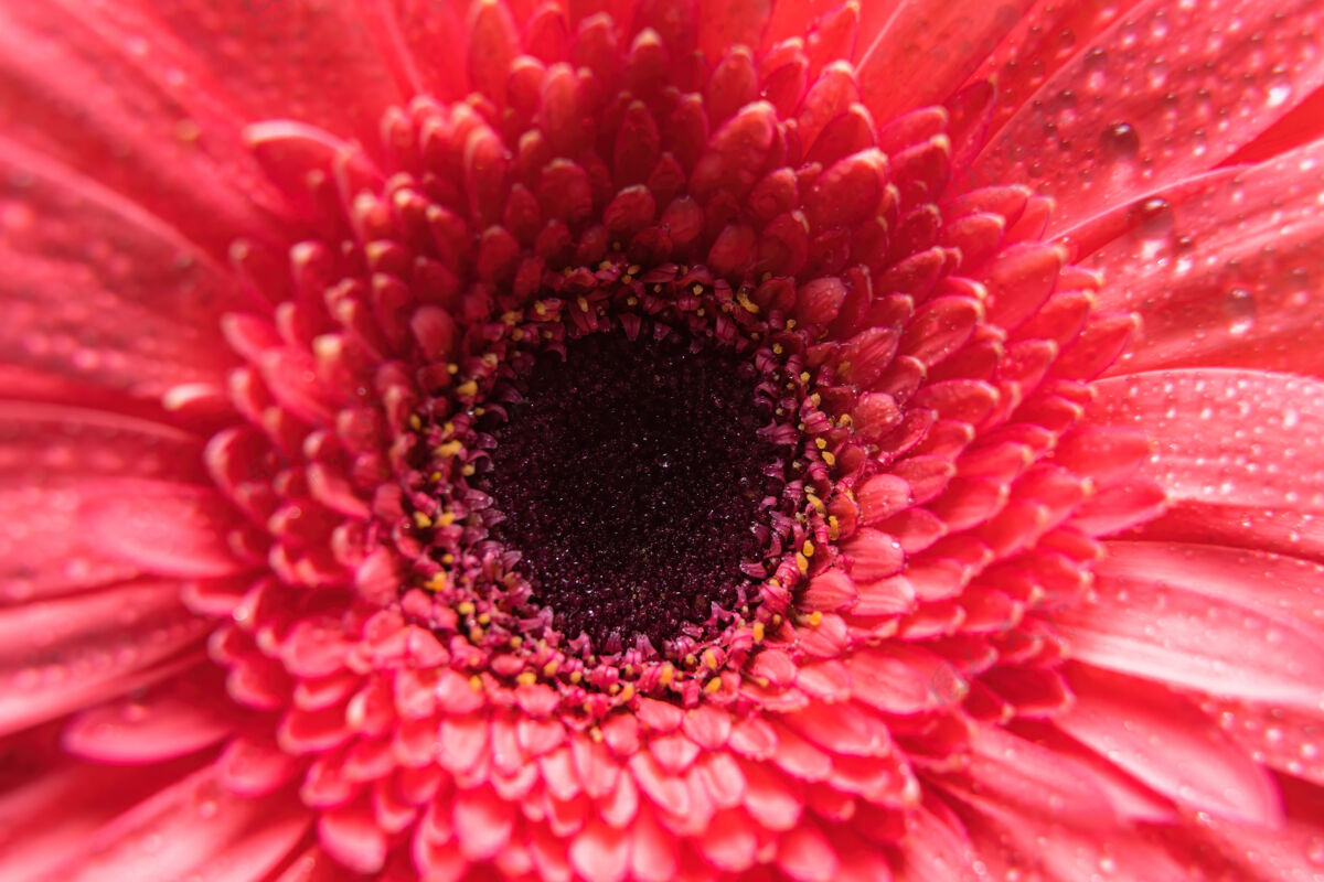 湿粉红色的非洲菊花瓣上有许多细小的水微滴.macro巴德特写镜头水水滴自然