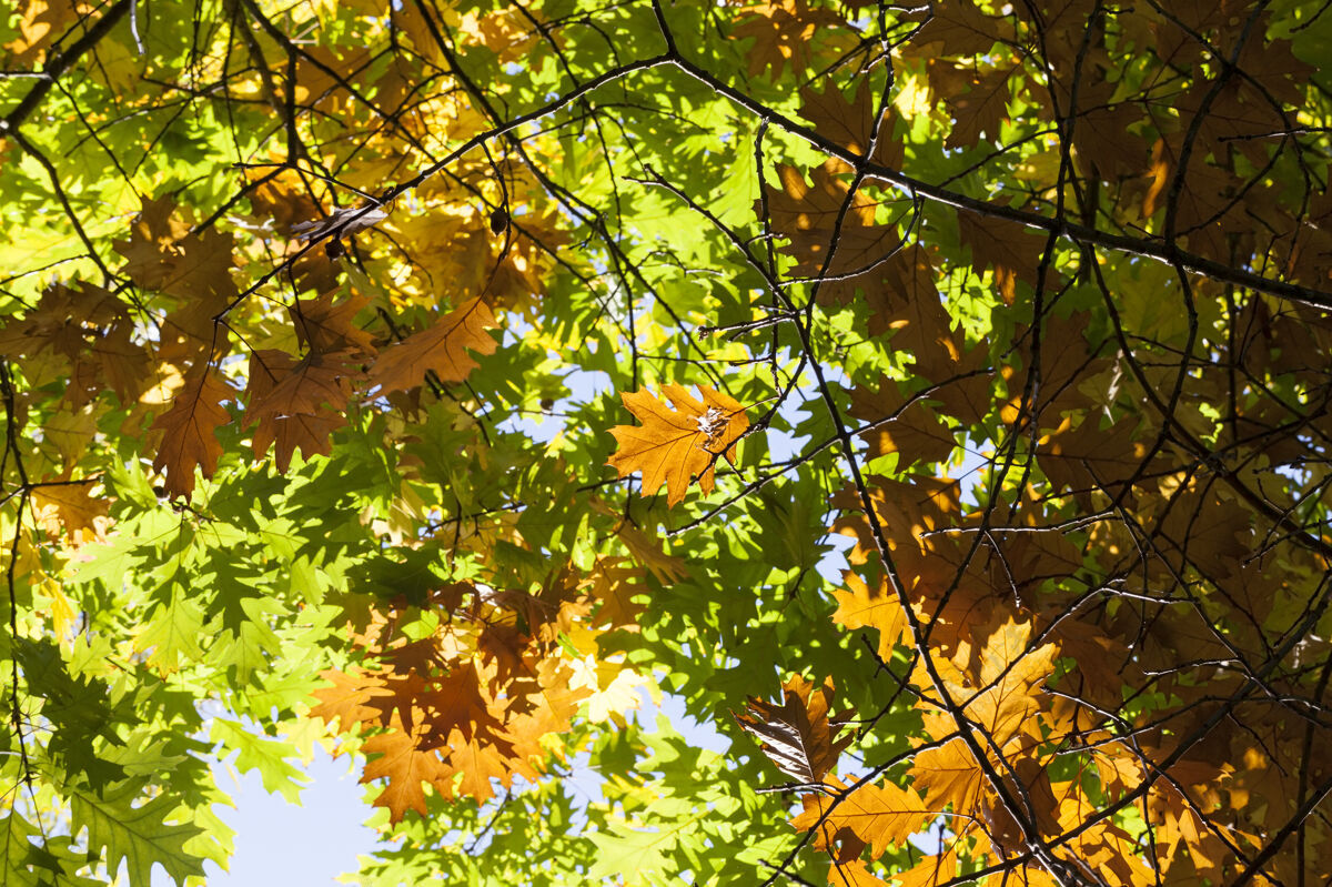 浓密在秋叶期间改变橡树叶子的颜色 特写树枝 其中一些通过茂密的树叶被阳光照亮 在树干辉光