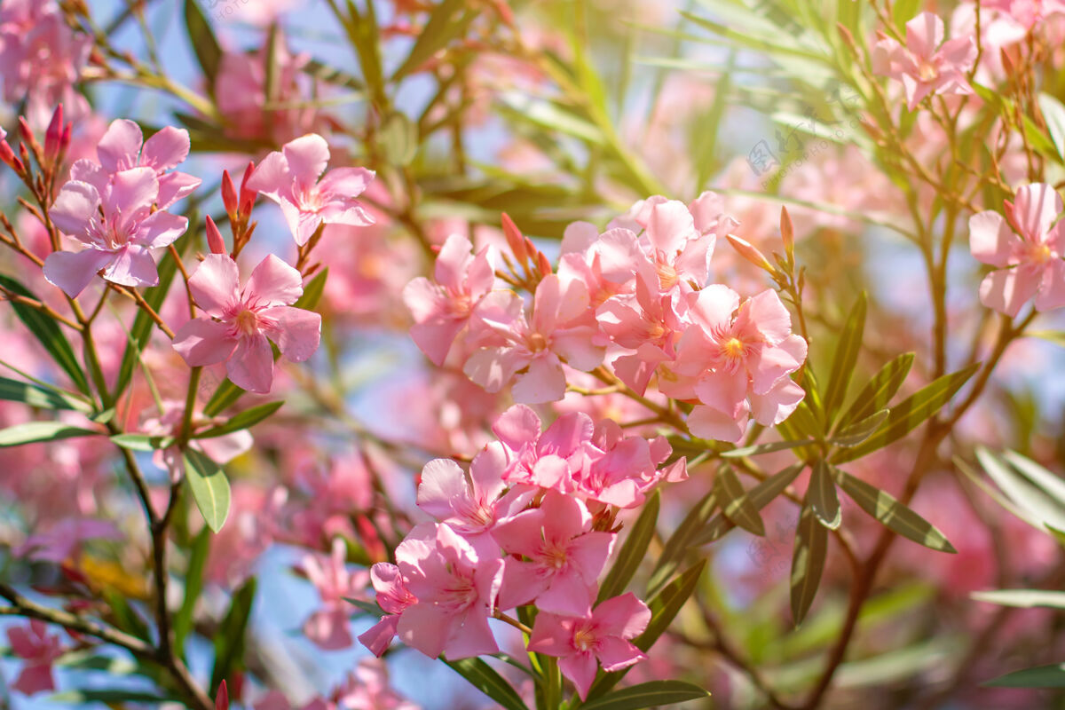 花美丽的粉红色夹竹桃花盛夏戴·弗洛拉.!花 夏天 花园 五颜六色 装饰 开花 美丽 明亮 白天 灌木 开花 地中海 植物学 夏日