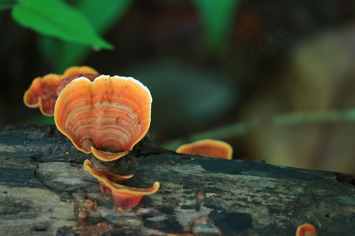 雨林在枯死的木材上生长的橘色朱砂菇野生蘑菇苔藓食物森林