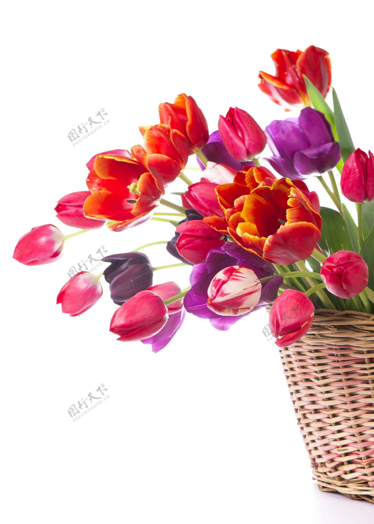 花束春天的郁金香在一束粉红色的花束中 红色的美丽的花朵隔离在白色上花蕾白天庆典