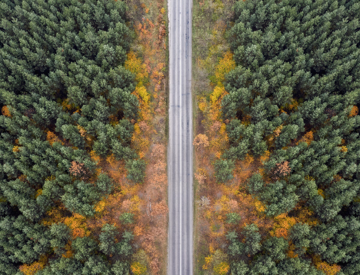 无人机鸟瞰秋林中空旷的乡间小路汽车沥青道路
