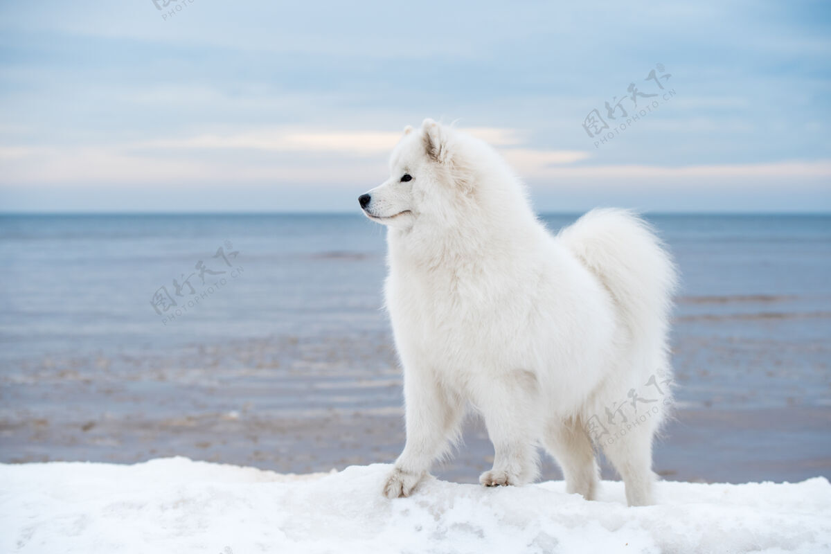 户外萨莫耶德白色的狗是在雪索尔克拉斯蒂海滩在拉脱维亚路径雪玩