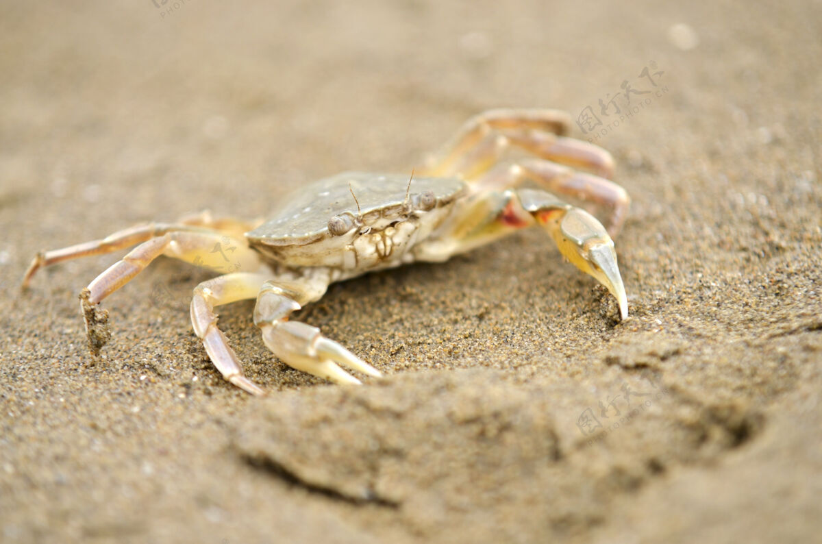 动物一只沙滩蟹在低潮时沿着海滩奔跑探索夏天水