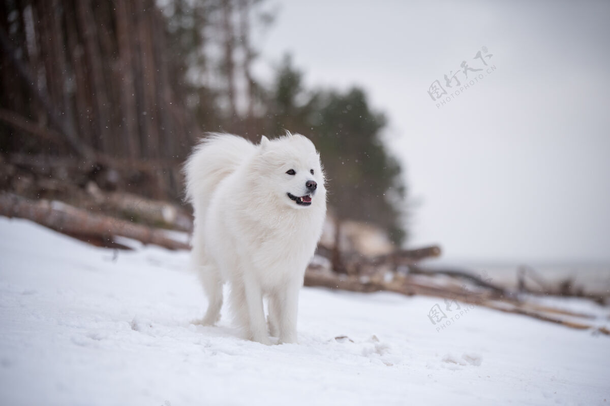 小狗萨莫耶德白色的狗是在雪索尔克拉斯蒂海滩在拉脱维亚冬天雪毛茸茸的