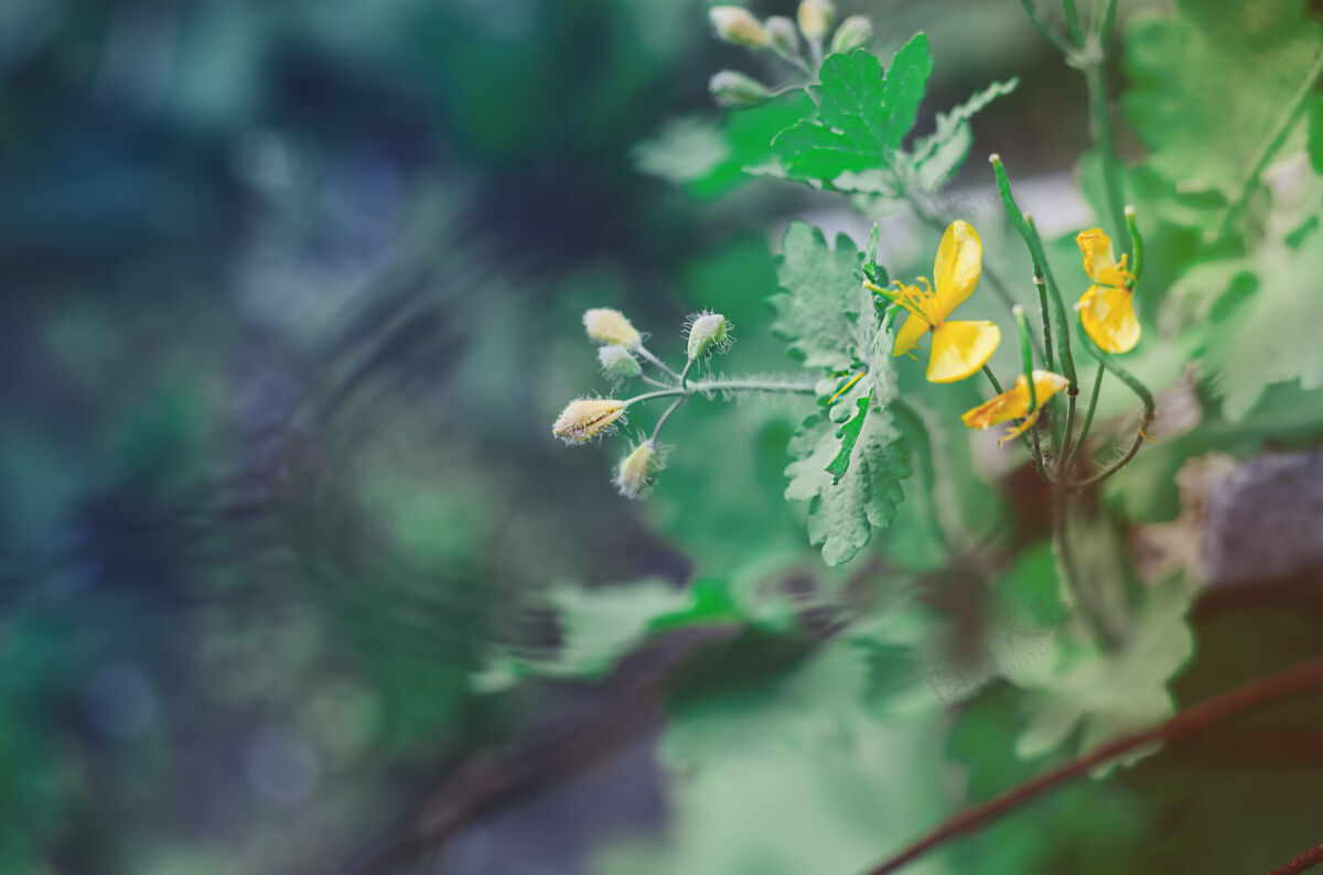 开花白屈菜是一种开黄花的绿色植物草本季节花