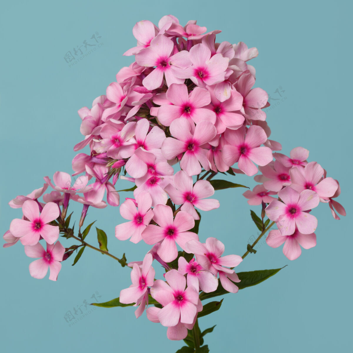 开花在绿松石色背景上分离的粉红色福禄考的花序洋红花瓣花园
