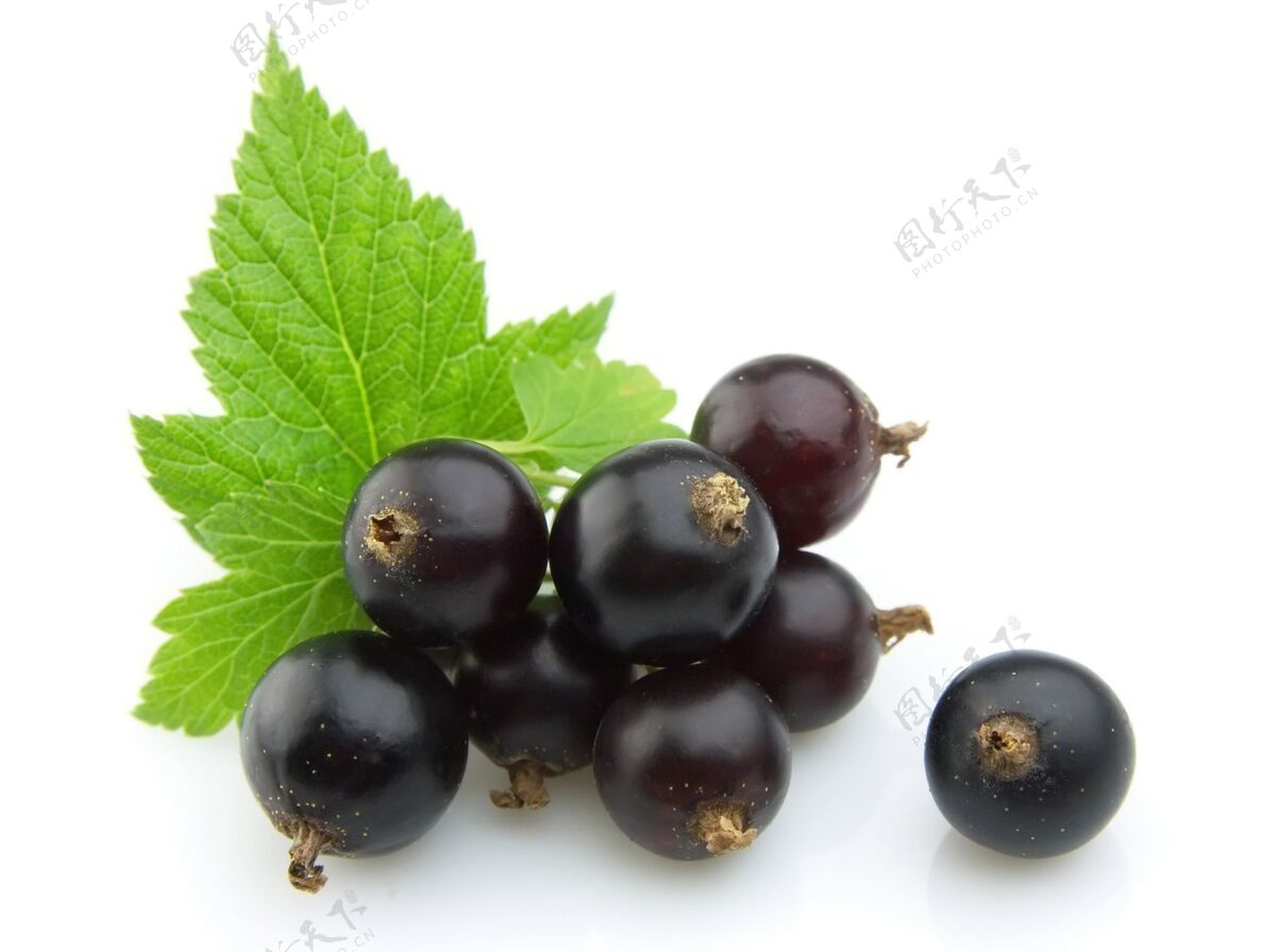 刷新黑醋栗叶白水果成熟黑莓