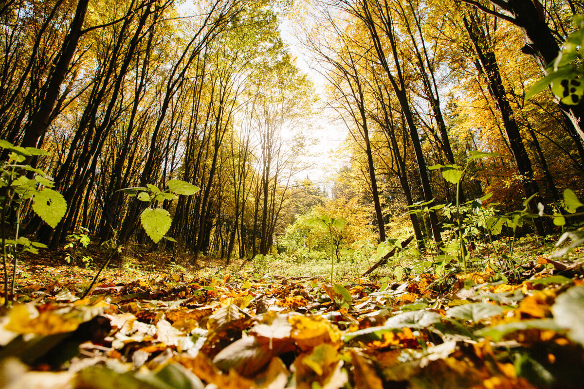 自然森林里秋天的树木 金黄的树叶和一条通向树林的小径美丽九月风景