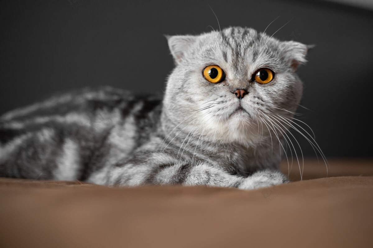 条纹可爱的苏格兰折叠猫床特写苏格兰折叠猫真可爱放松模型品种