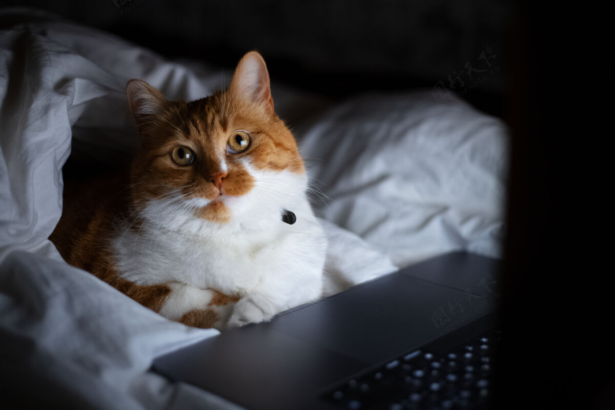 家庭家里黑暗的房间里 红白猫躺在床上 手提电脑的画像外观电脑可爱