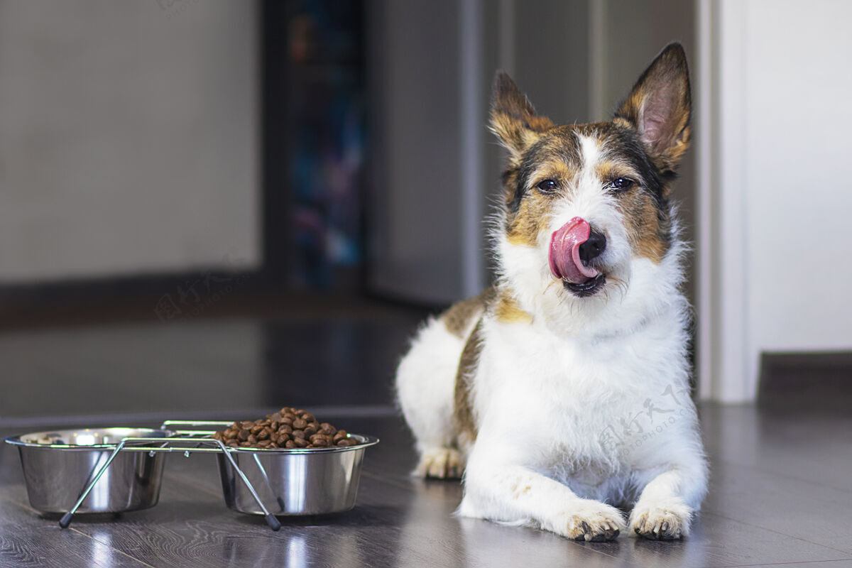 美味狗坐在一碗食物旁边舔舌头 在家里靠近一碗干粮护理血统动物