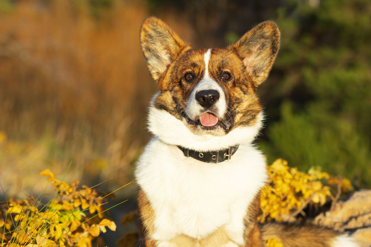宠物有趣的狗开衫威尔士科吉犬品种坐在公园小狗肖像 金秋爱耳朵秋天