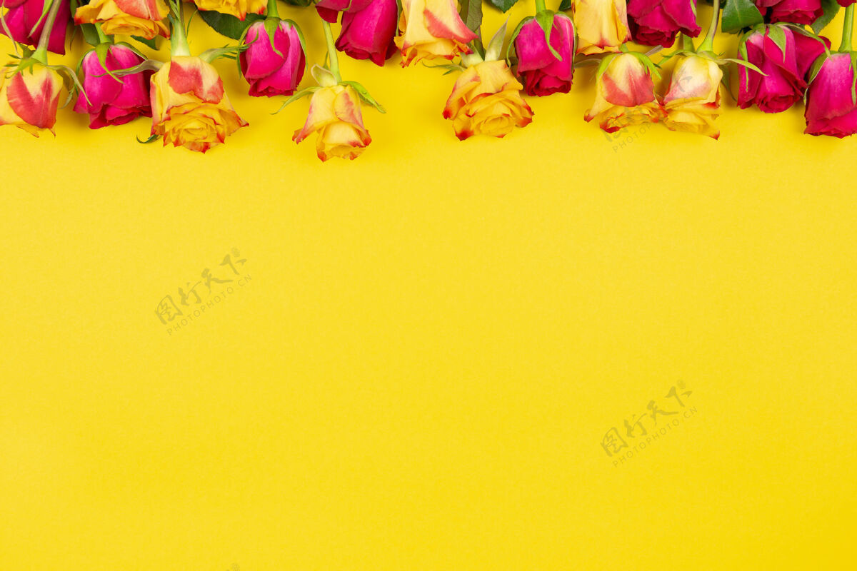 纸情人节 婚礼当天有红黄色的玫瑰在黄色上礼物女人构图