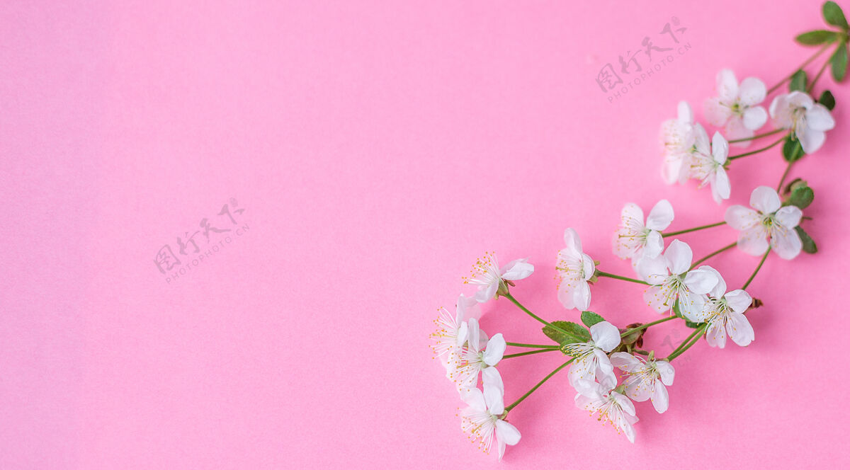 明信片花成分.苹果粉色背景上的树花三月框架邀请