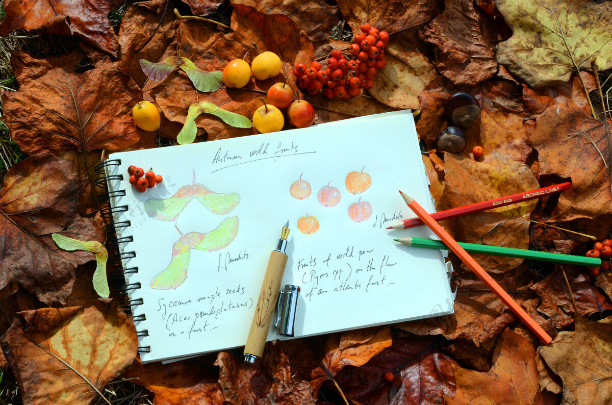 枫树秋天的枫树 海棠和罗汉的果实在森林的落叶上形成了静物户外绘画生活方式