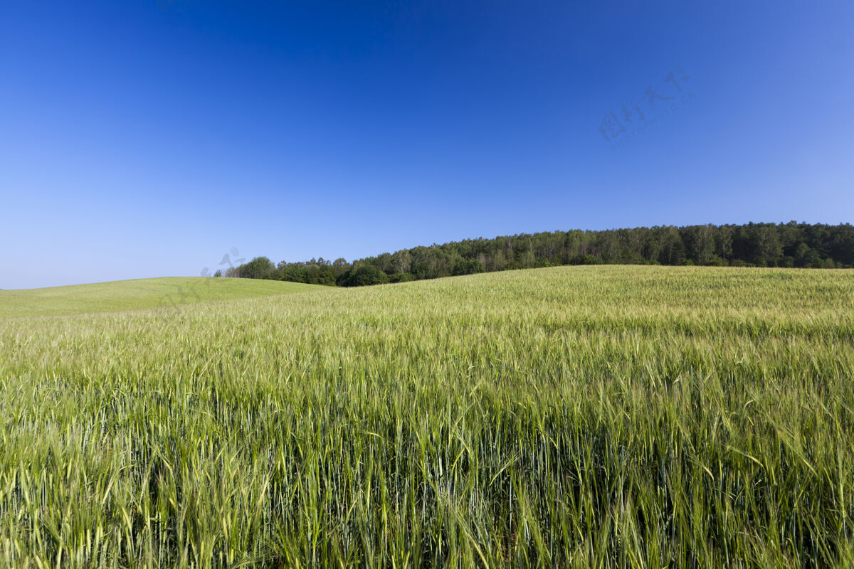 栽培绿色黑麦生长的农田农业农学有机农业