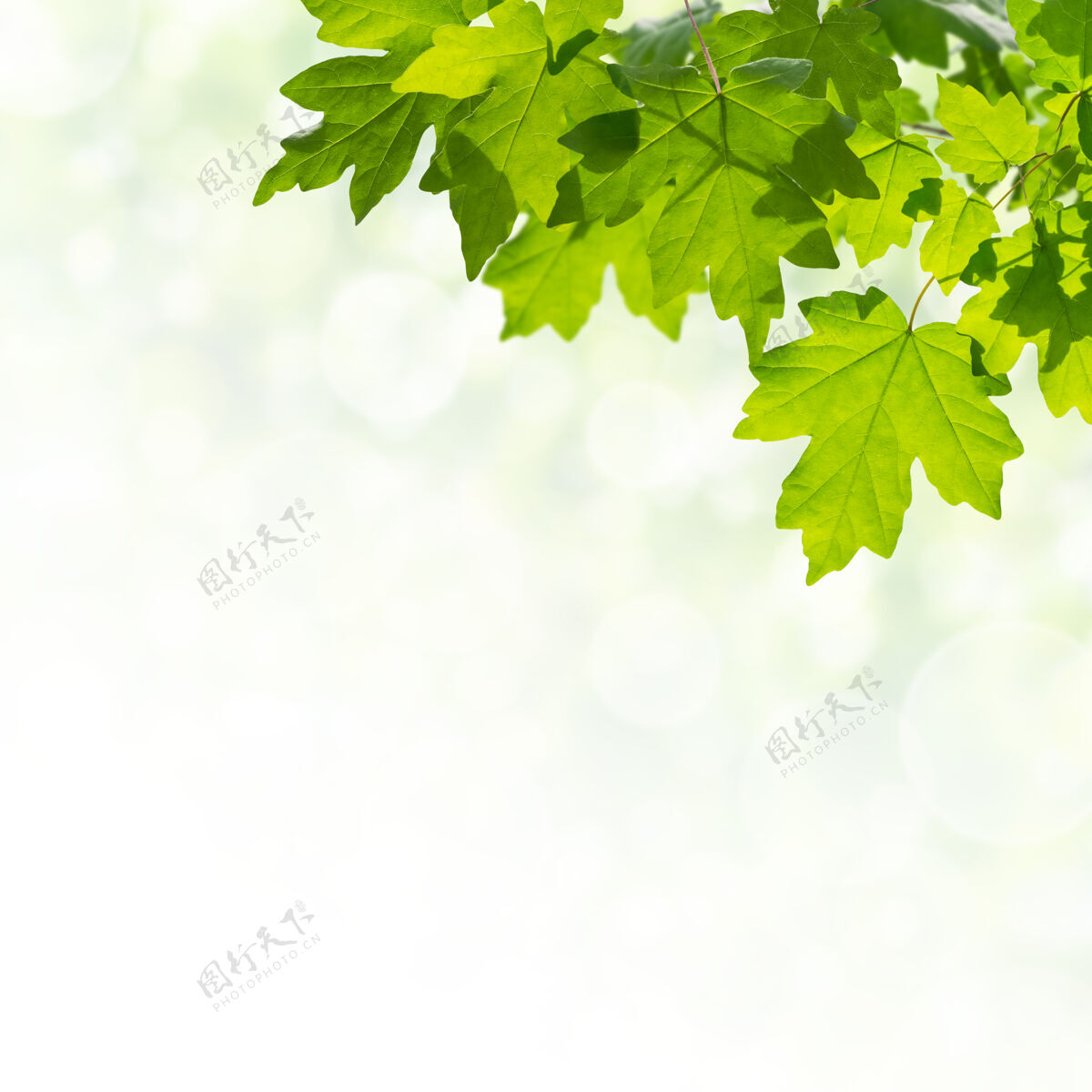 香气绿色的自然背景 树叶在树枝上 选择性聚焦自然复制空间生日