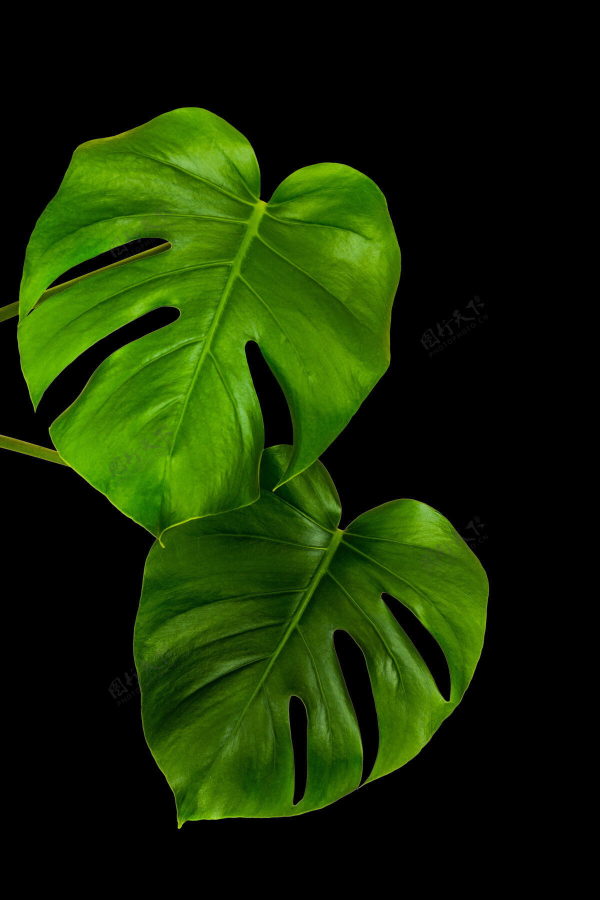 最小热带怪兽的绿叶隔离在一堵黑墙上生长花现代