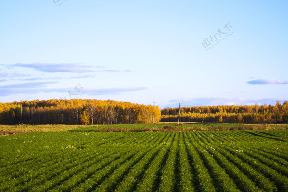 干草漫画植物和食物谷 在欧洲小麦农场景观