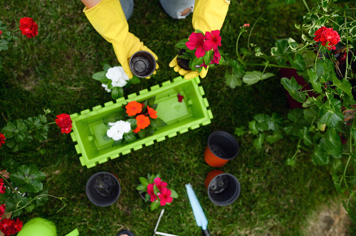 花园戴手套的女人在花园的花盆里插花视图.女性园丁照顾植物户外 园艺爱好 花店的生活方式和休闲自然吸引夏天