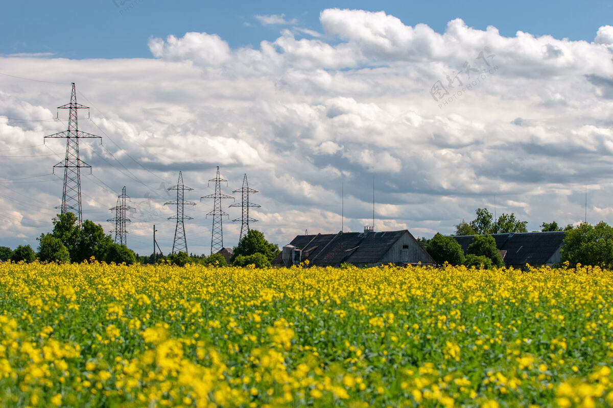 春天田野里开着黄色的花 农场的屋顶后面 大的高压电线上密密麻麻的云甘菊电线户外