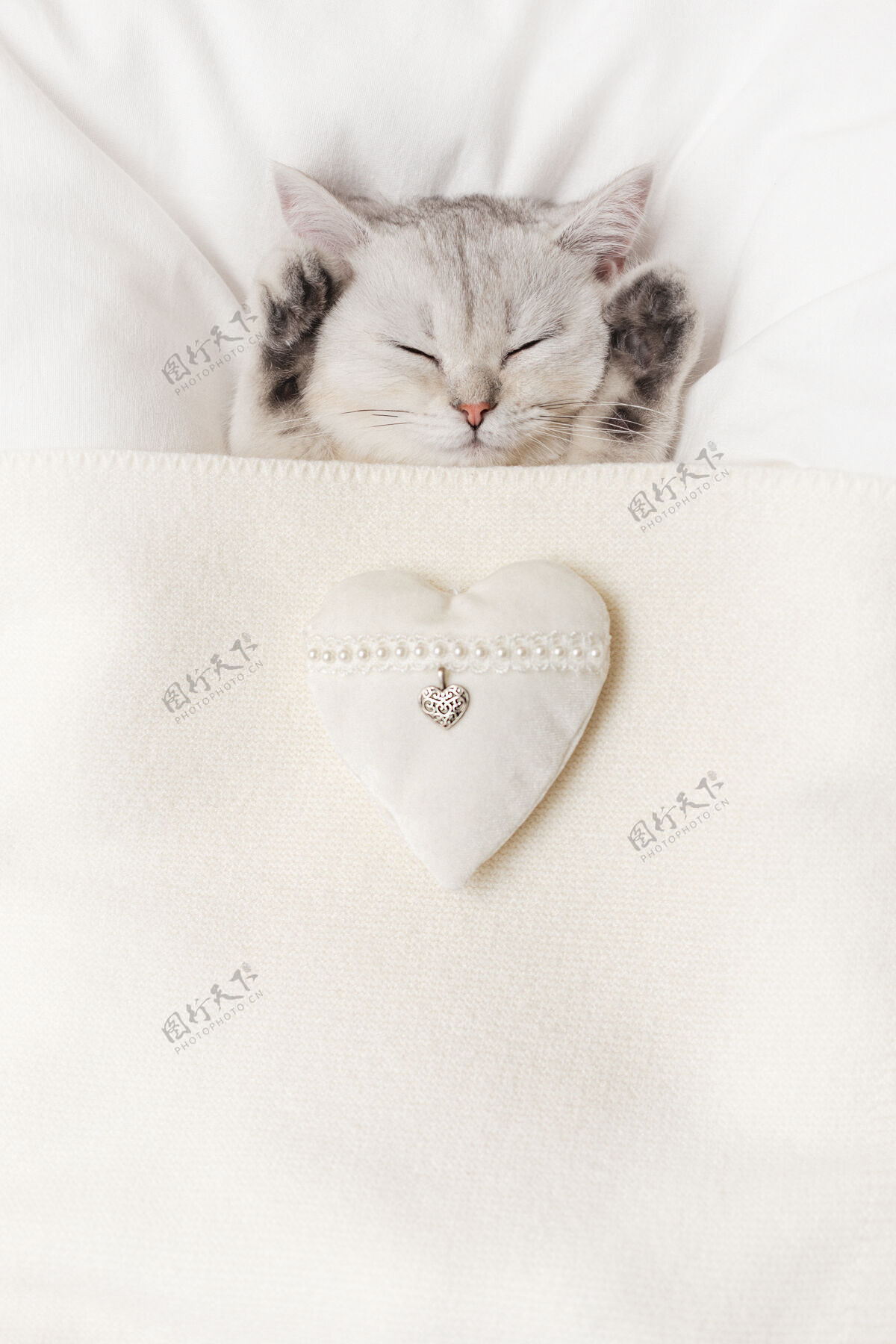 垂直一只可爱的白色英国小猫睡在白色针织毛毯下 心形是白色的纺织品猫猫柔软