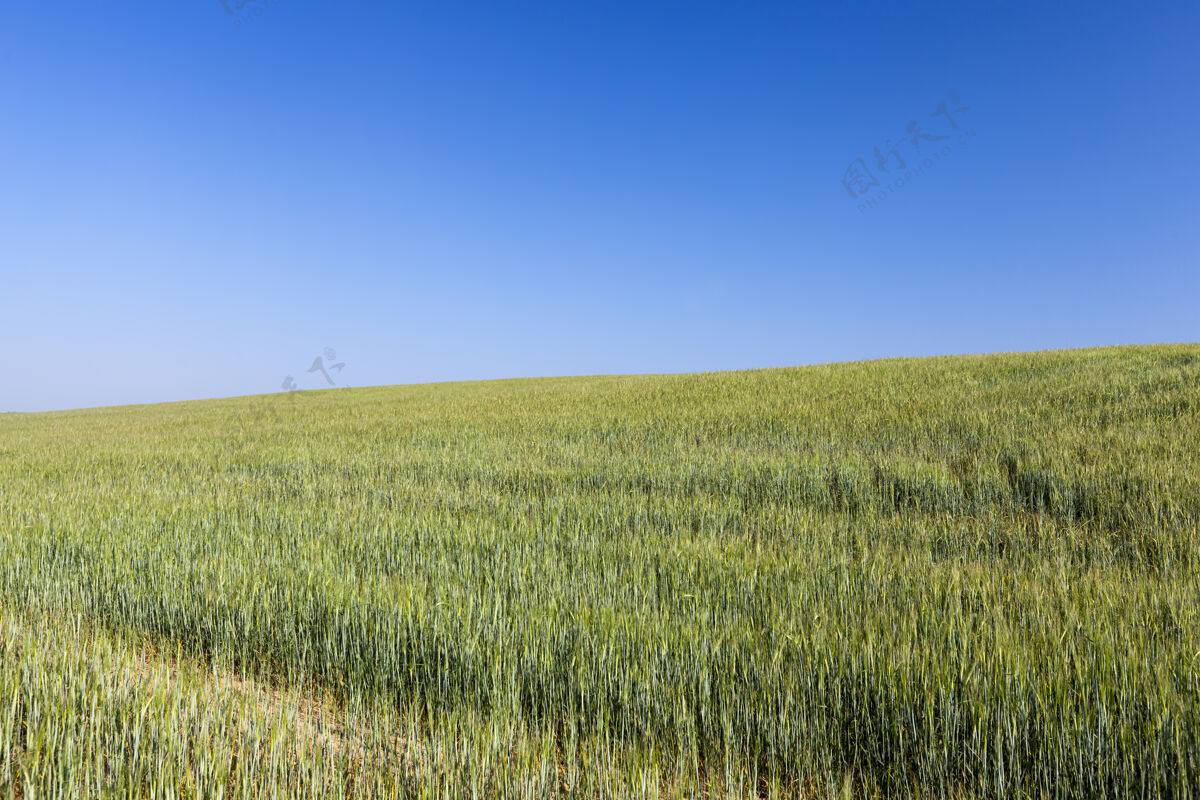 生长农耕地里种着黑麦 夏天的时候种着黑麦稻草时间玉米