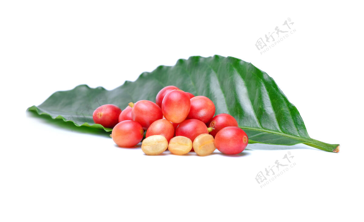 水果新鲜咖啡豆隔离在白色有机叶子浆果