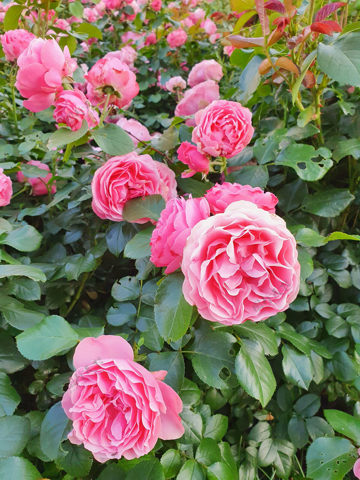 花卉花园里的粉红玫瑰很多园艺大都市植物学自然户外