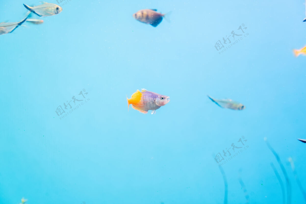 环境鱼缸里的鱼和风景野生动物海洋动物盐水
